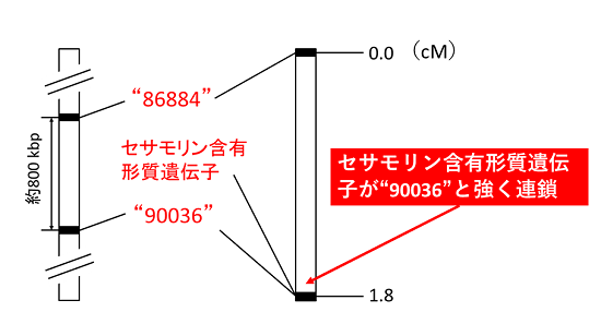 図３