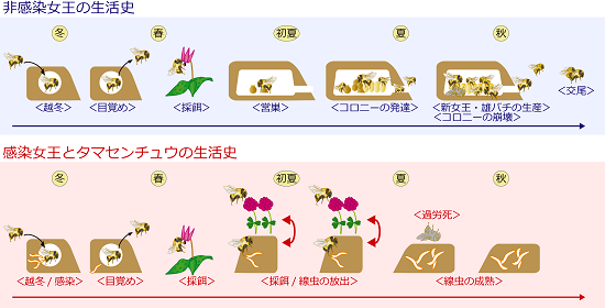 図_マルハナバチタマセンチュウ生活史