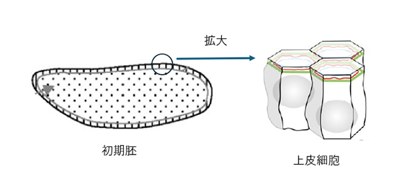 図1. 初期胚は上皮細胞シートに覆われている