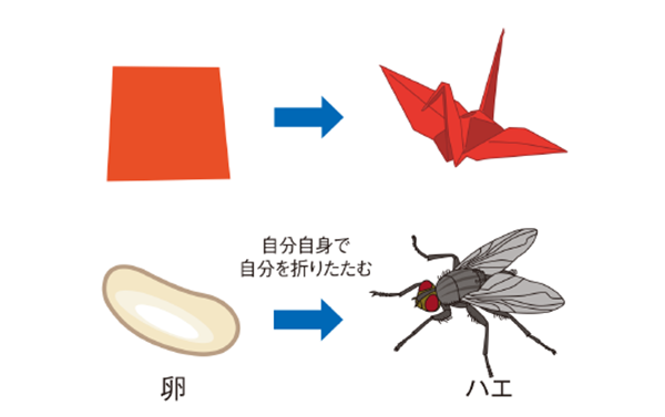 図2. 形態形成とは動的折り紙のようなもの