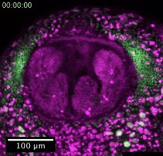 図3. （a）細胞間に掛かる収縮力を用いて細胞シートが一方向に回転する様子