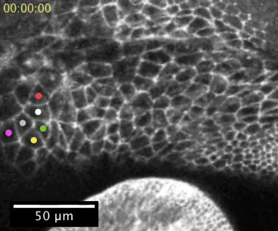 図3. （b）細胞膜に方向依存的な収縮力が掛かっているときの細胞クラスター移動